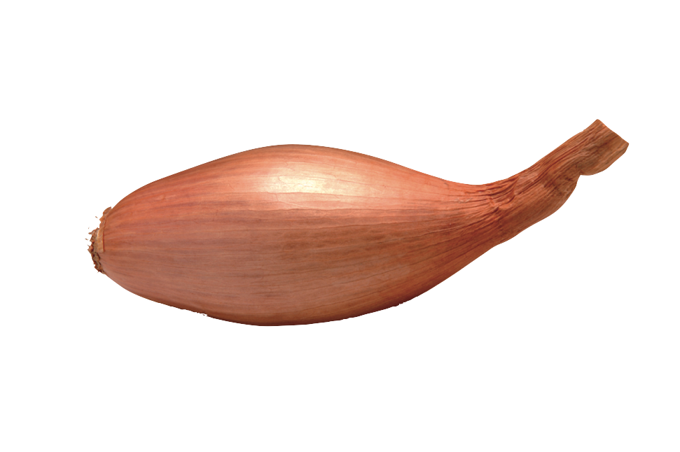 échalion